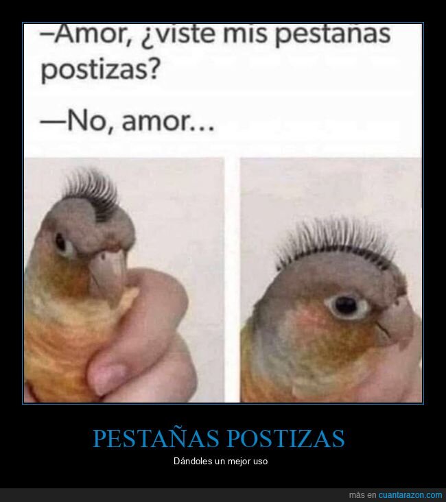 pestañas postizas,pájaro