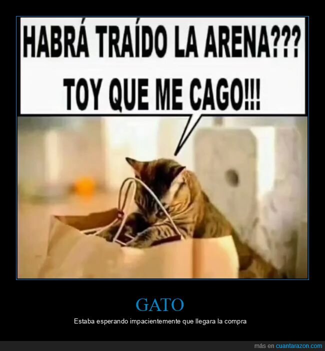compra,arena,gato