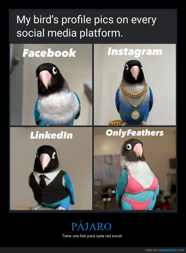 pájaro,fotos de perfil,redes sociales