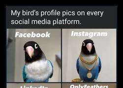 Enlace a Pájaro con redes sociales