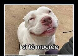 Enlace a Humor canino