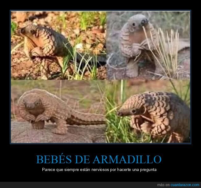armadillos,bebés