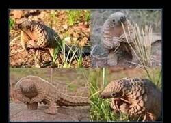 Enlace a Armadillos vergonzosos