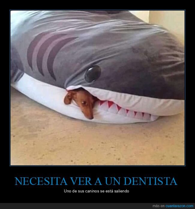 tiburón,perro,dentista
