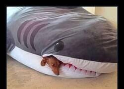 Enlace a Problema dental