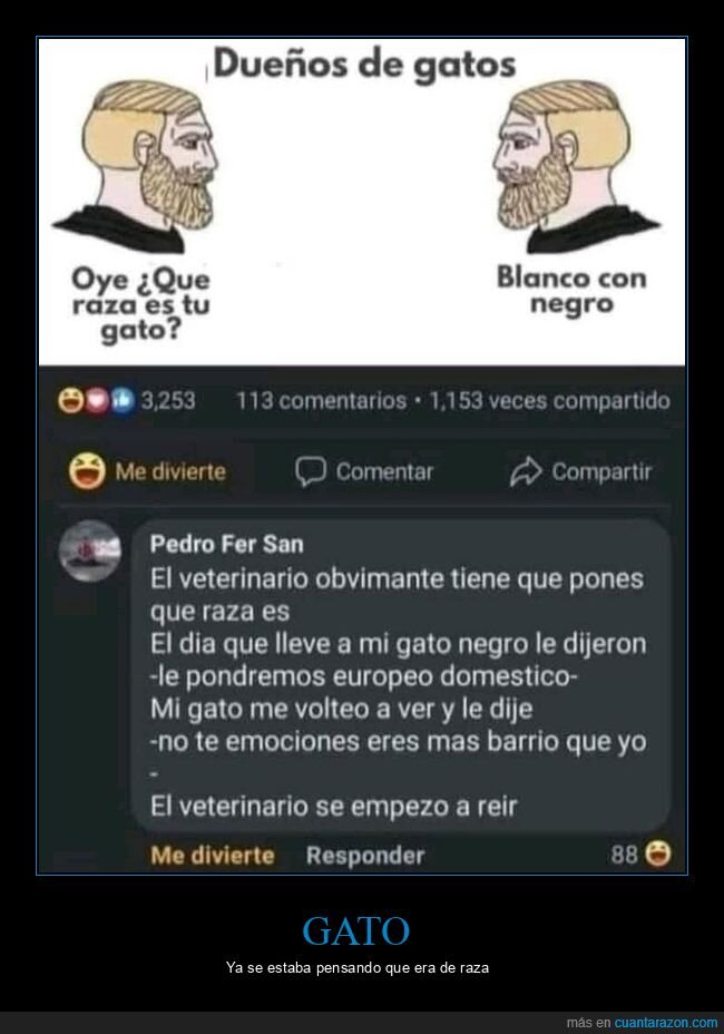 gato,raza,veterinario