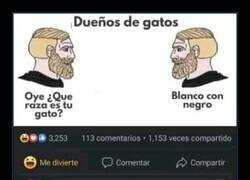 Enlace a Gato de raza