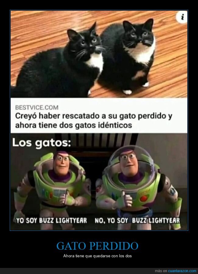 gatos,idénticos,perdido