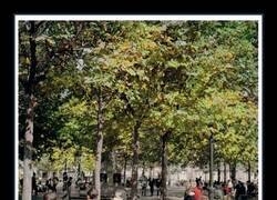 Enlace a ¿Qué tienen en contra del los árboles?