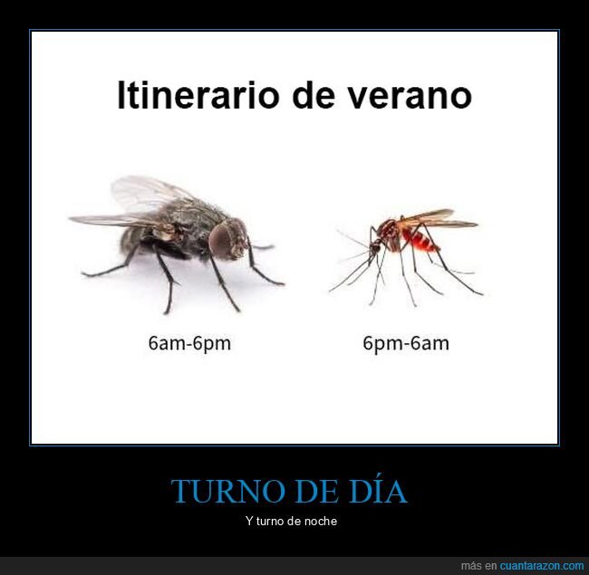 verano,moscas,mosquitos
