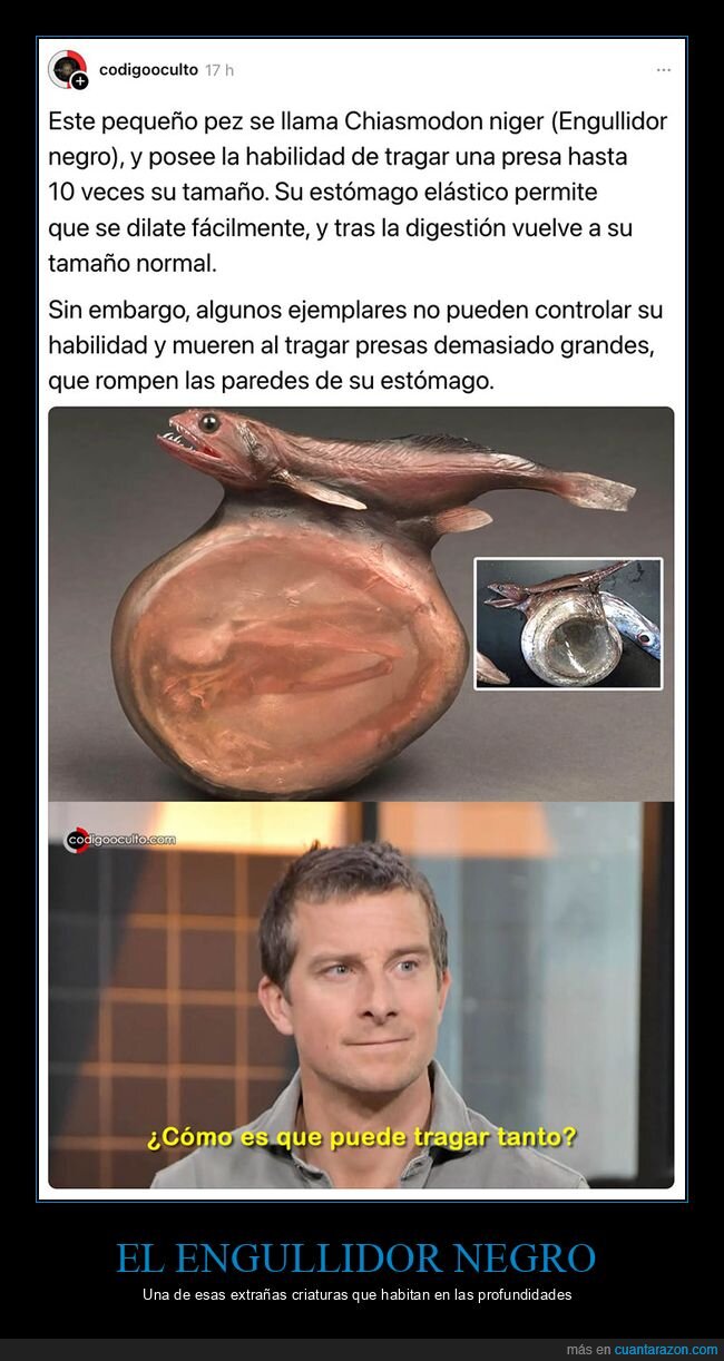 curiosidades,engullidor negro,pez