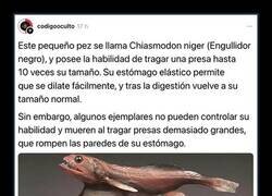 Enlace a Un pez con un apetito voraz