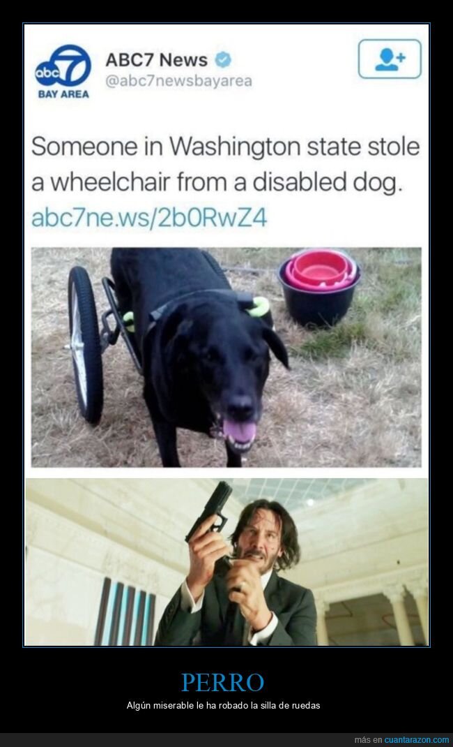 perros,robo,silla de ruedas