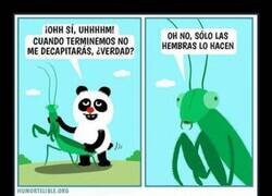 Enlace a Montándoselo con una mantis