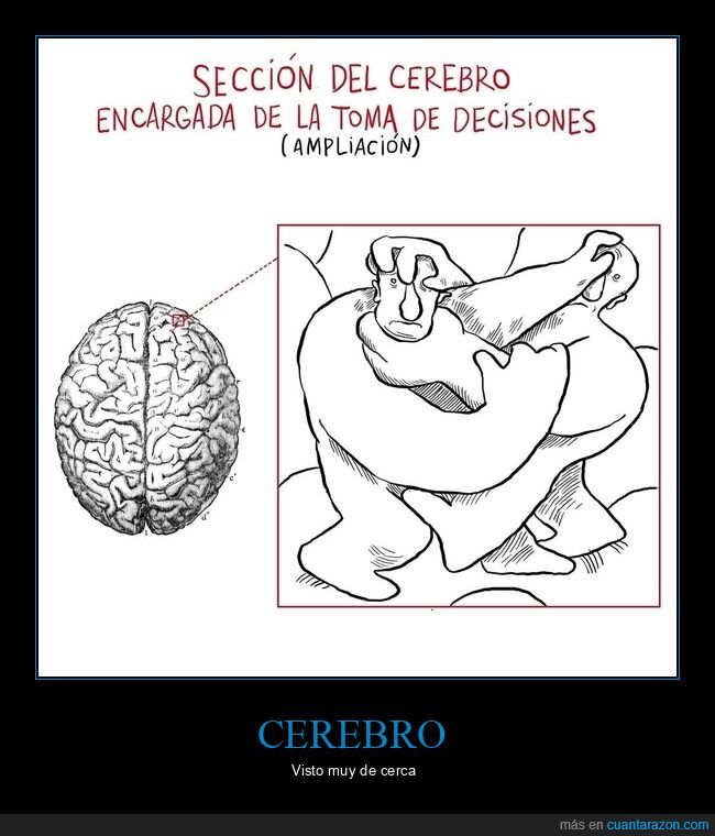 cerebro,decisiones