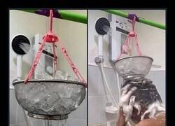 Enlace a Ducha helada