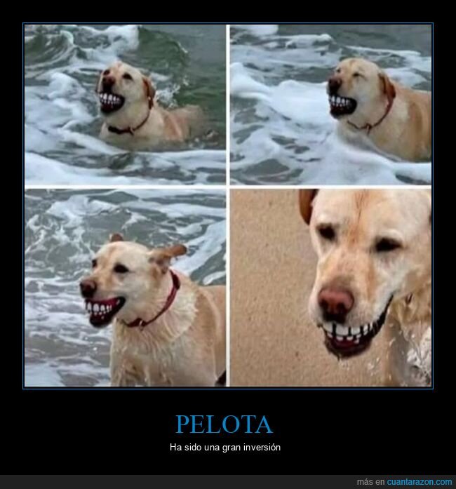 pelota,perro,dientes