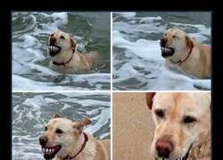 Enlace a La pelota para perros perfecta