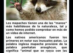Enlace a Extraños datos y cosas que hacen los mapaches que seguramente no sabías
