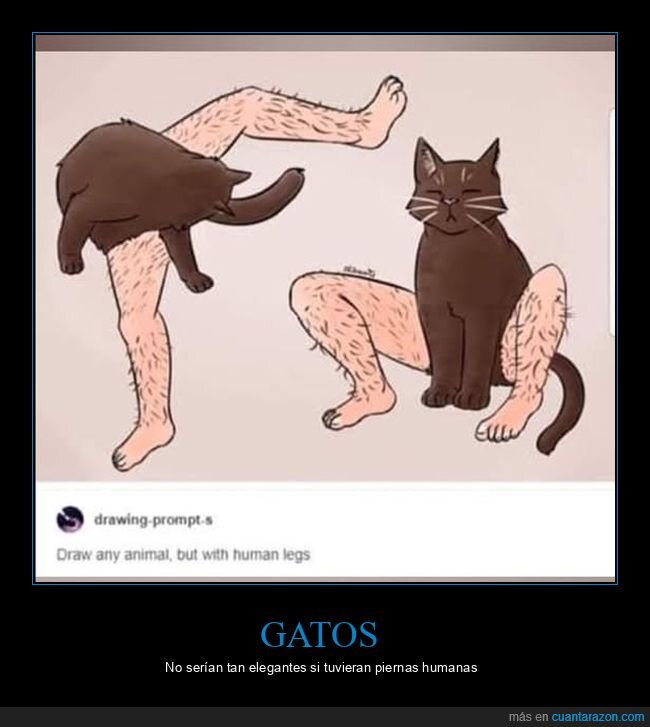 gato,piernas