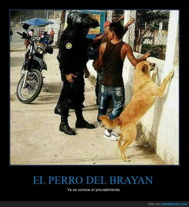 perros,policía