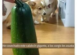 Enlace a Reconfortantes memes de perros para olvidar lo terrible que es el mundo