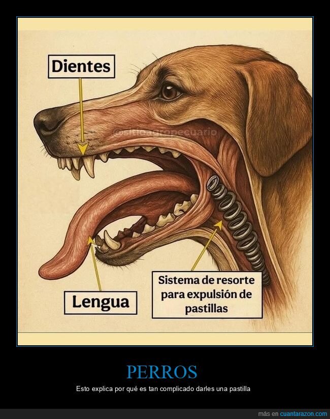 pastillas,perros,resorte
