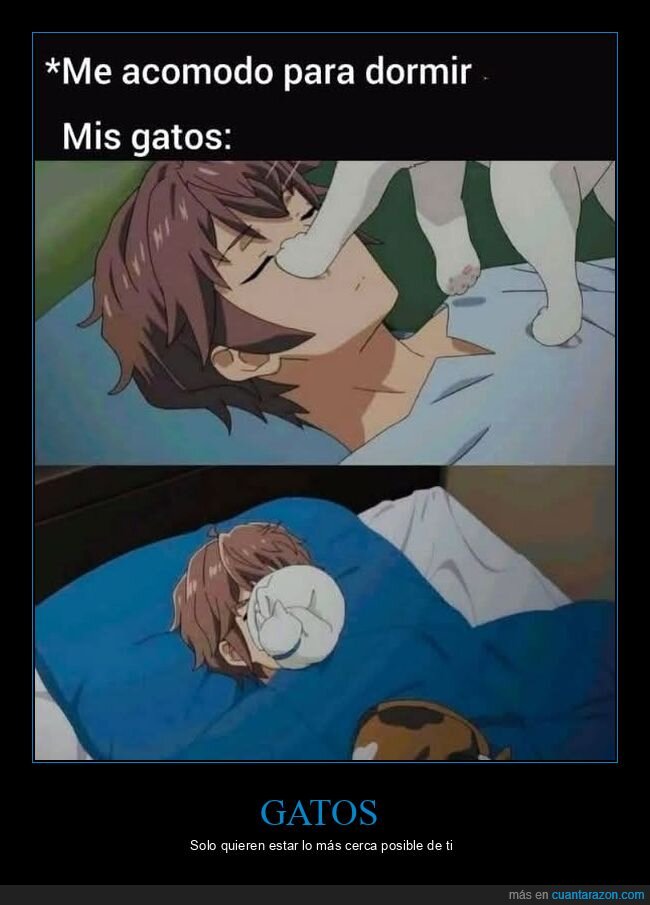 gatos,dormir,cara