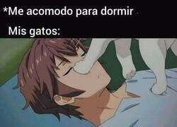 Enlace a Cosas de gatos