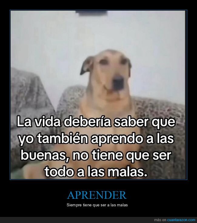 aprender,buenas,malas,perro