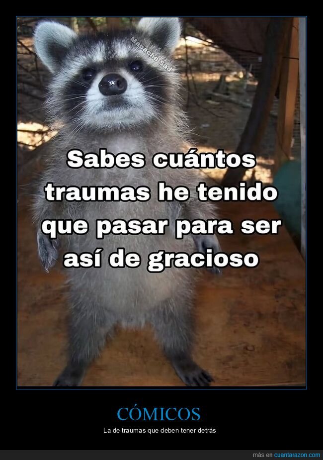 comico,trauma,mapache