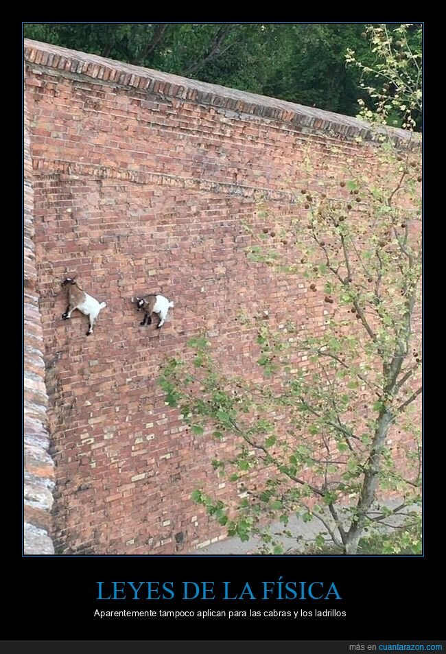 física,pared,ladrillos,cabras