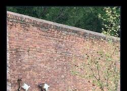 Enlace a Cabras haciendo el cabra