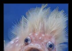 Enlace a El pez me recuerda a Mr Naranja