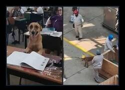 Enlace a Me encanta la foto del perro con el casco en la obra