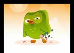 Enlace a Duolingo, qué poca falta de empatía