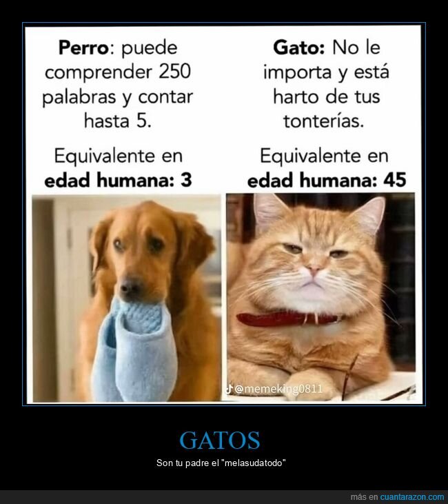 gato,perro,edad humana