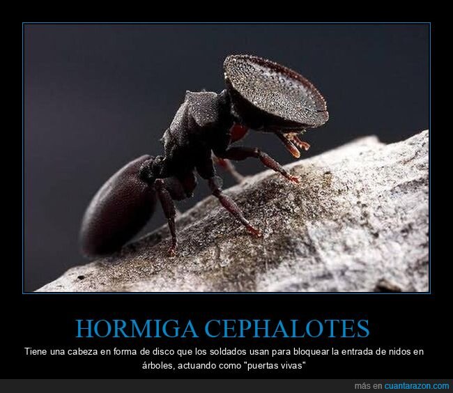 hormiga,puerta,cephalotes