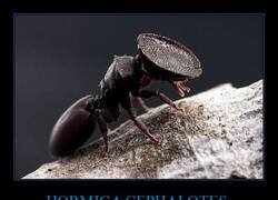 Enlace a Imagínate nacer y que tu única misión en la vida es ser una puerta