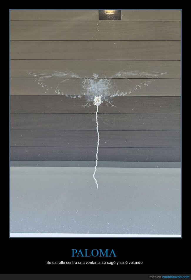 paloma,ventana,wtf