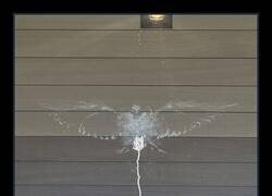 Enlace a Obra de arte natural