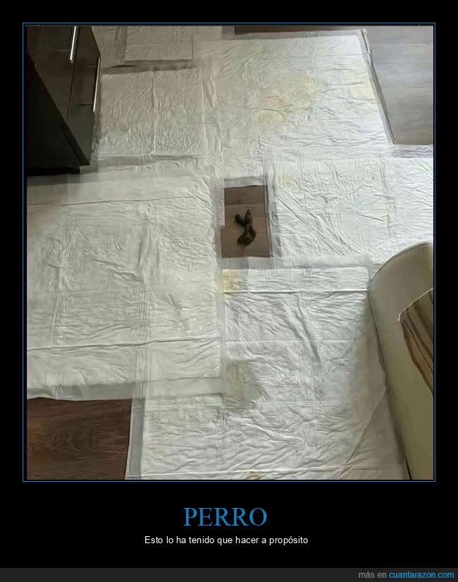 caca,empapadores,fails,perros