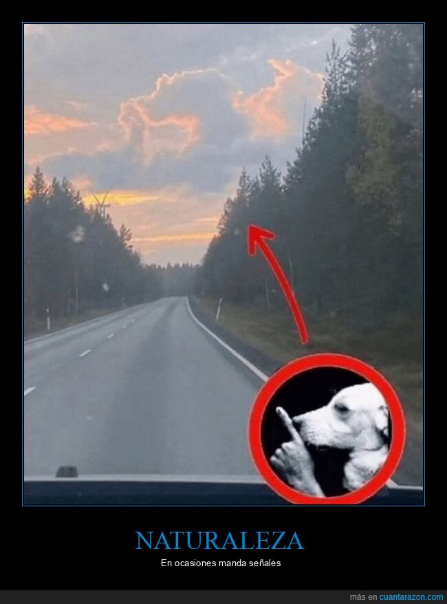 nibe,forma,perro,callar