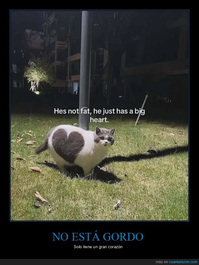 gato,corazón