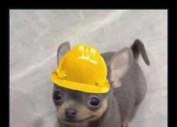 Enlace a Un arquitecto lamentable