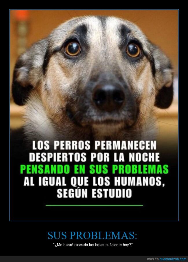 perros,despiertos,pensando,problemas