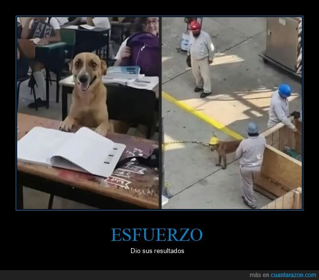 perro,estudiando,trabajo