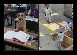 Enlace a Perrete aplicado