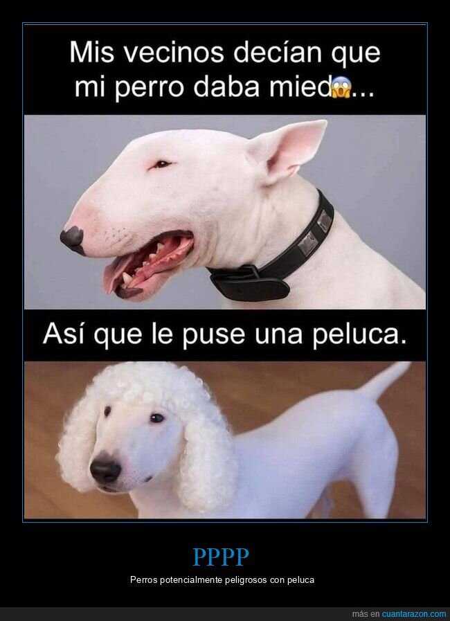perro,peligroso,ppp,peluca