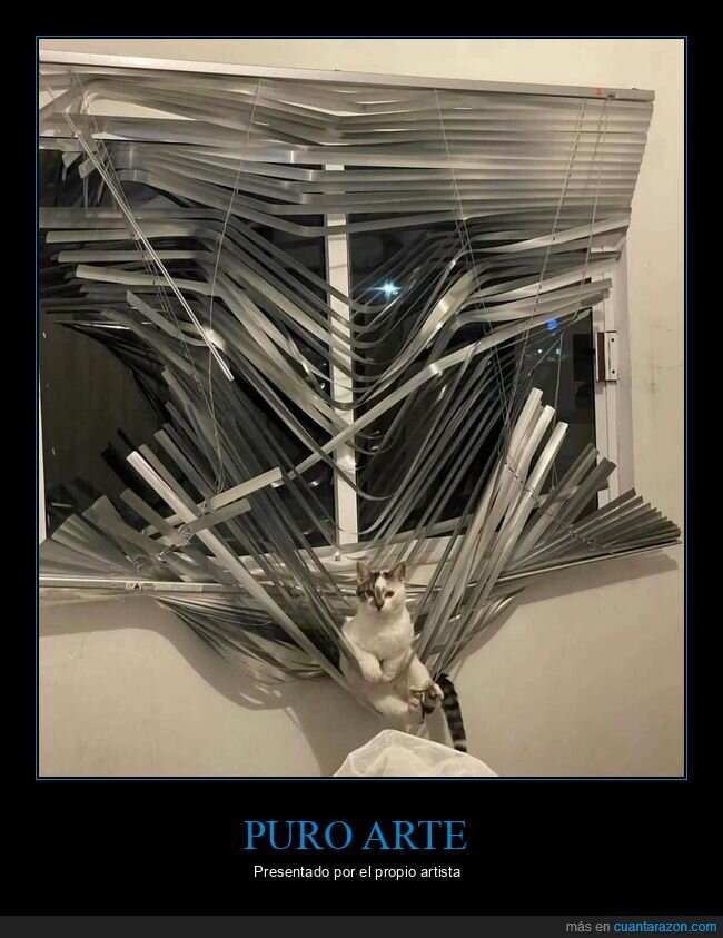 presentado,artista,propio,arte,gato,persiana